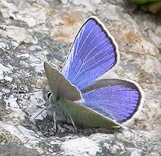 Alpine Blue male © John Muddeman